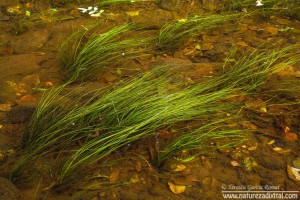 Isoetes fluitans, o fento da auga