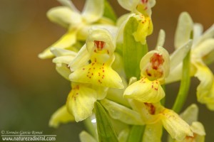 A flor do Courel (Dactylorhiza cantabrica H.A. Pedersen) un endemismo galego