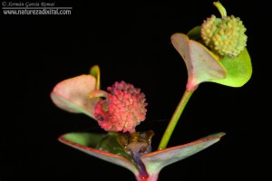 Euphorbia uliginosa, a leiteiriña das brañas