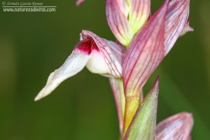 Orquídeas galegas: Serapias strictiflora Welw. ex Veiga, unha nova especie para a flora galega