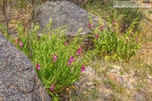 Estalote marelo (Digitalis thapsi L.), unha nova especie para a flora galega