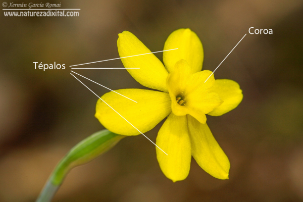 Coroa e tépalos no Narcissus rupicola