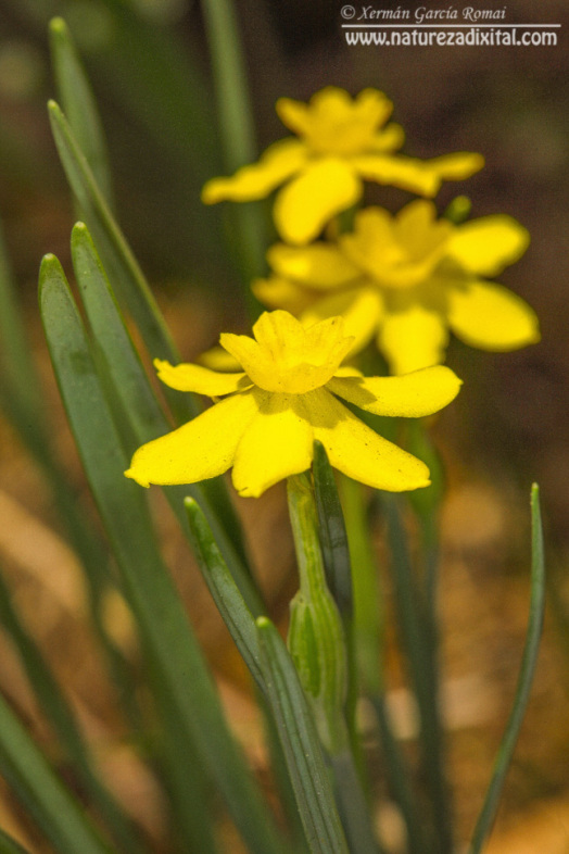 Narcissus rupicola