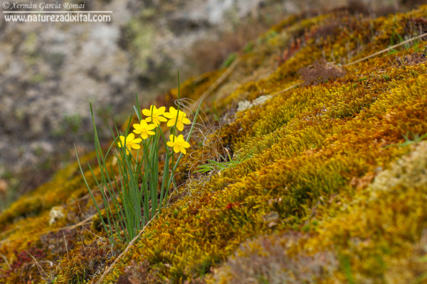 Narcissus rupicola sobre chans esqueléticos