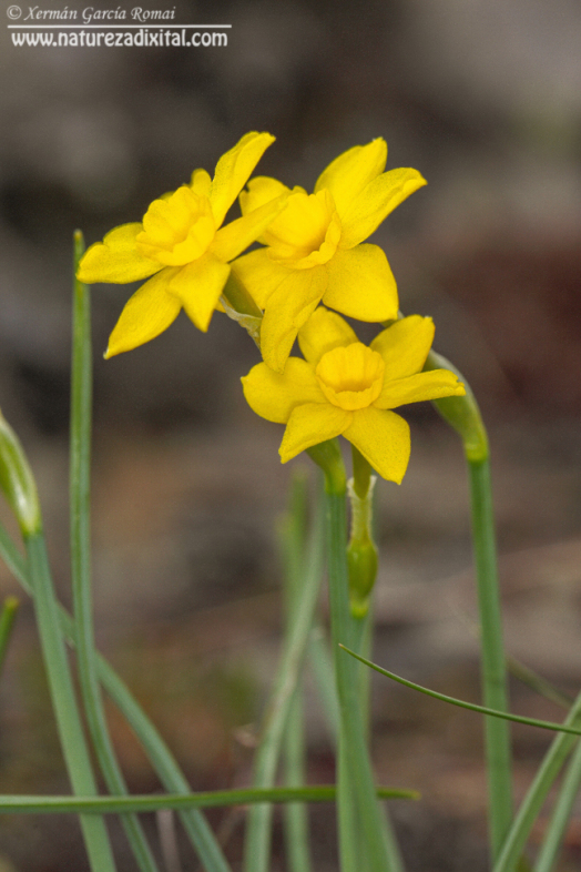 Narcissus rupicola