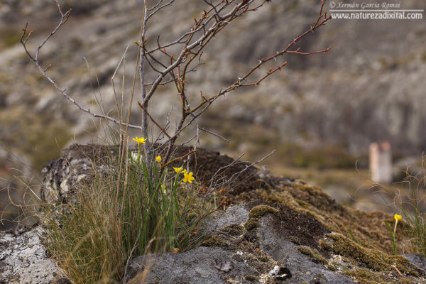 Narcissus rupicola nunha fenda