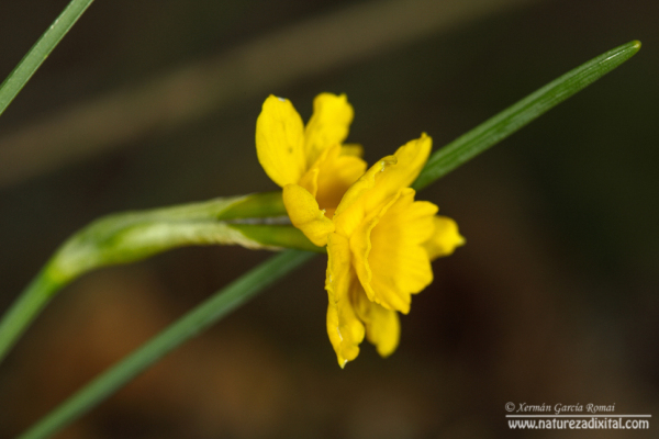 Narcissus rupicola con dúas flores nun mesmo escapo