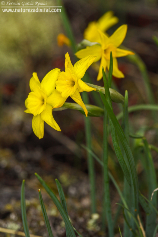 Narcissus rupicola