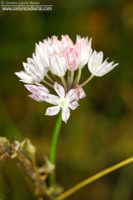 Allium schmitzii