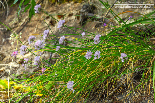 Allium schmitzii