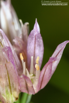 Allium schoenoprasum